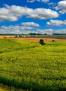 Corn field lines and beautiful blue sky with clouds